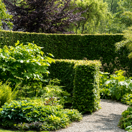 Hedging and Aerial Hedges