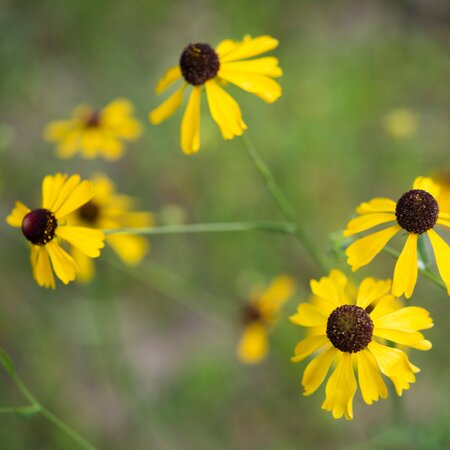 Helenium flexuosum | Order online @ Tendercare