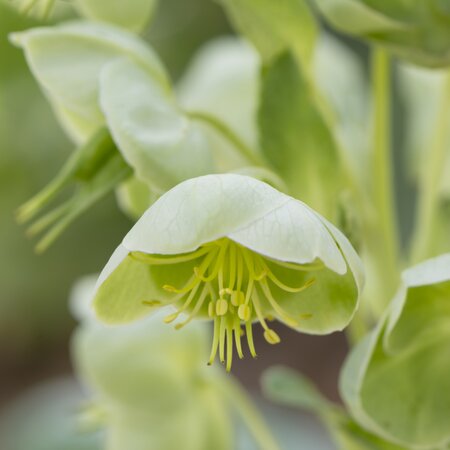 Helleborus argutifolius | Order online @ Tendercare
