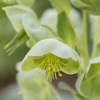 Helleborus argutifolius | Order online @ Tendercare