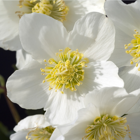 Helleborus niger Praecox