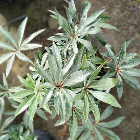 Helleborus x hyb. Dacaya