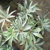 Helleborus x hyb. Dacaya