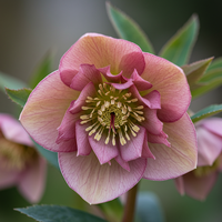Helleborus x hyb. Dacaya