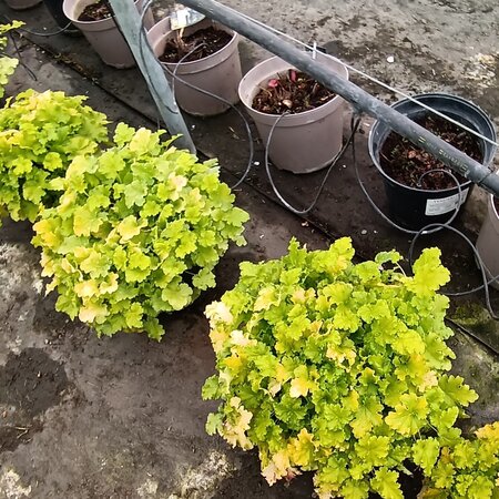 Heuchera Lime Rickey