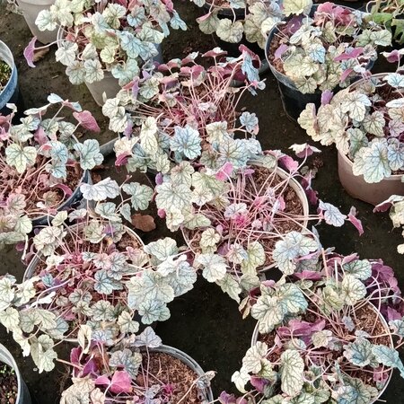 Heuchera Silver scrolls