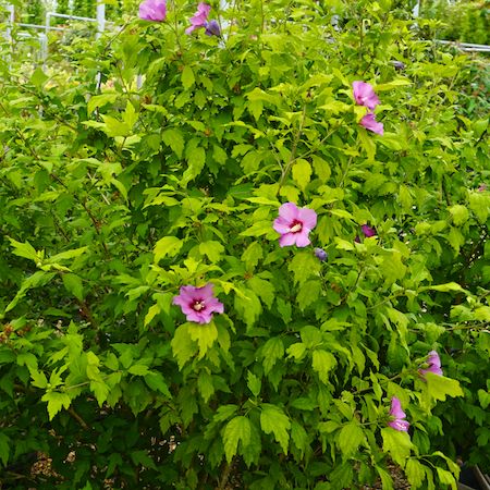 Hibiscus syr.  Marina - image 2