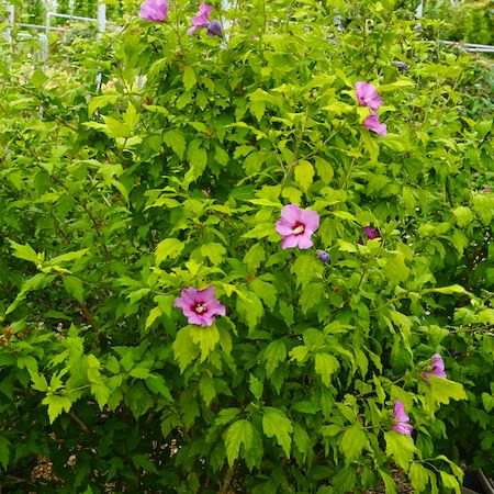 Hibiscus syr. Marina - image 2