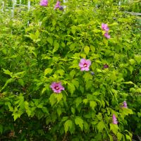 Hibiscus syr. Marina - image 2