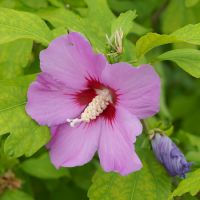 Hibiscus syr. Marina - image 1