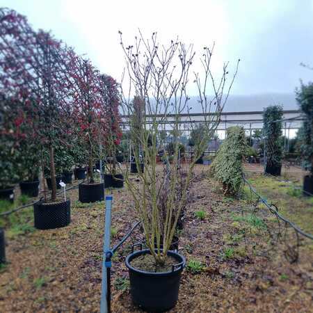 Hibiscus syr. Woodbridge