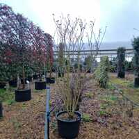 Hibiscus syr. Woodbridge