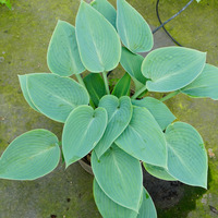 Hosta Halcyon