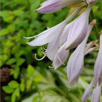 Hosta hyacinthiana | Order online @ Tendercare