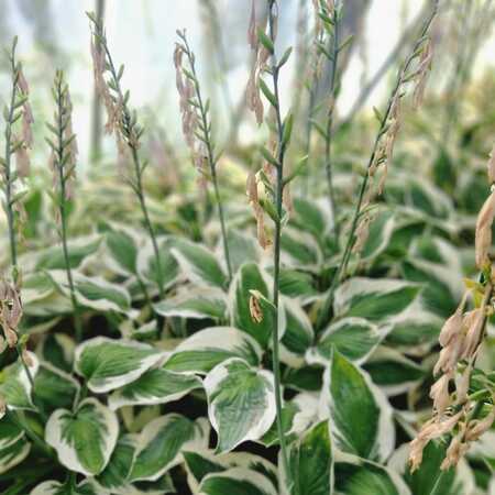 Hosta Patriot