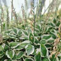 Hosta Patriot