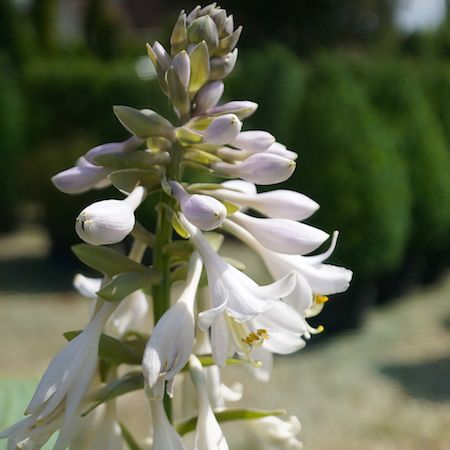 Hosta sieboldiana elegans - image 2