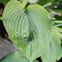 Hosta sieboldiana elegans - image 3