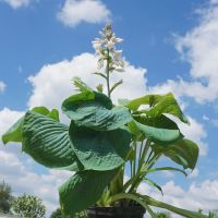 Hosta sieboldiana elegans - image 1