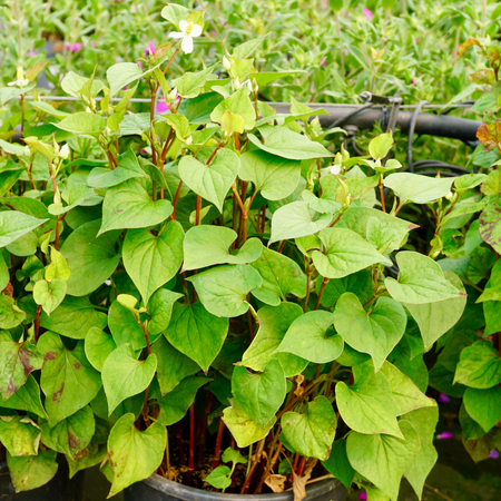 Houttuynia cordata - image 1