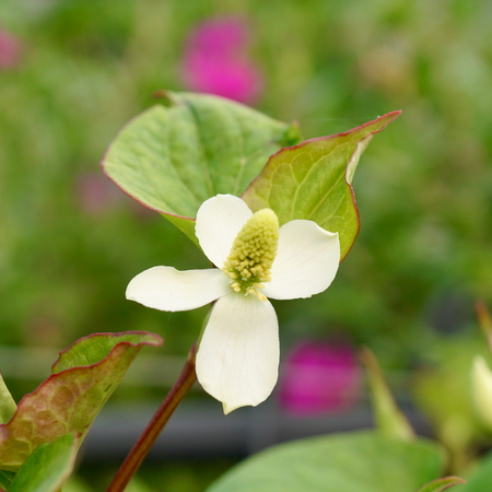 Houttuynia cordata - image 2