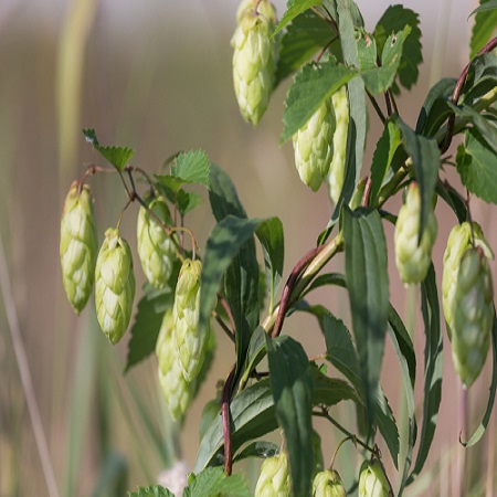 Humulus lupulus Aureus