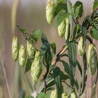 Humulus lupulus Aureus