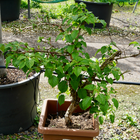 Hydrangea anomala s.s.p. Petiolaris