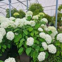 Hydrangea arb. Annabelle