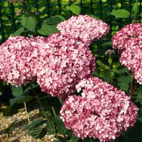 Hydrangea arb. Pink Annabelle - image 2