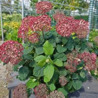 Hydrangea arb. Pink Annabelle - image 1