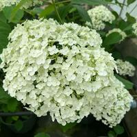 Hydrangea arb. Strong Annabelle - image 2