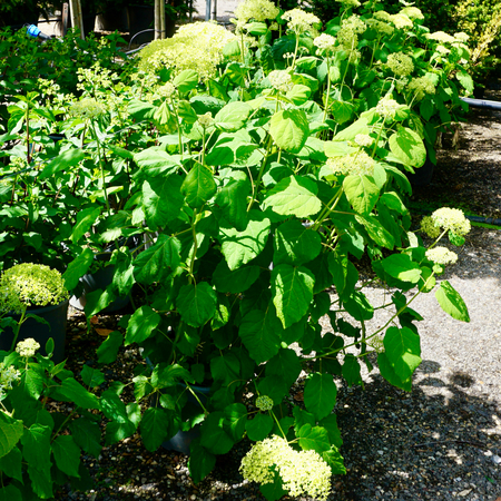 Hydrangea arb. Strong Annabelle - image 1
