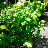 Hydrangea arb. Strong Annabelle - image 1