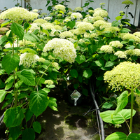 Hydrangea arb. Strong Annabelle - image 1