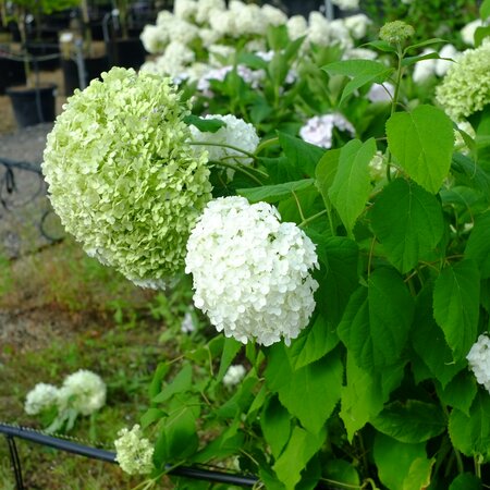 Hydrangea arb. Strong Annabelle