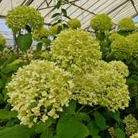 Hydrangea arb. Strong Annabelle - image 2