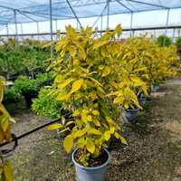 Hydrangea asp. ssp. sarg. Goldrush