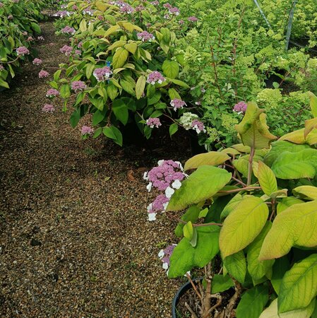 Hydrangea asp. ssp. sarg. Goldrush