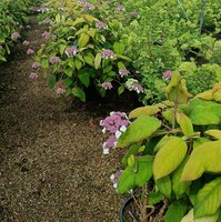 Hydrangea asp. ssp. sarg. Goldrush
