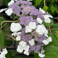 Hydrangea asp. ssp. sargentiana - image 2