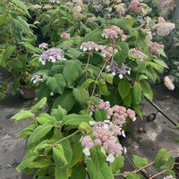 Hydrangea asp. ssp. sargentiana - image 1