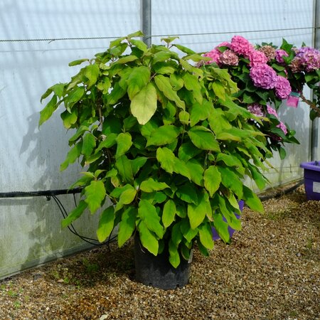 Hydrangea asp. ssp. sargentiana