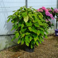Hydrangea asp. ssp. sargentiana