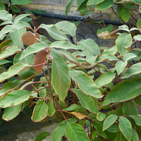 Hydrangea aspera Hot Chocolate