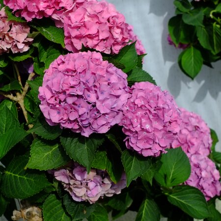 Hydrangea mac. Berlin - image 1