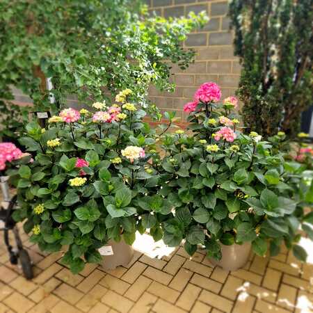 Hydrangea mac. Black Steel Pink Bal