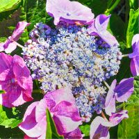 Hydrangea mac. Blaumeise - image 2