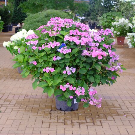 Hydrangea mac. Blaumeise - image 1