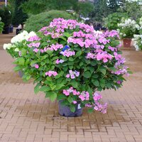 Hydrangea mac. Blaumeise - image 1